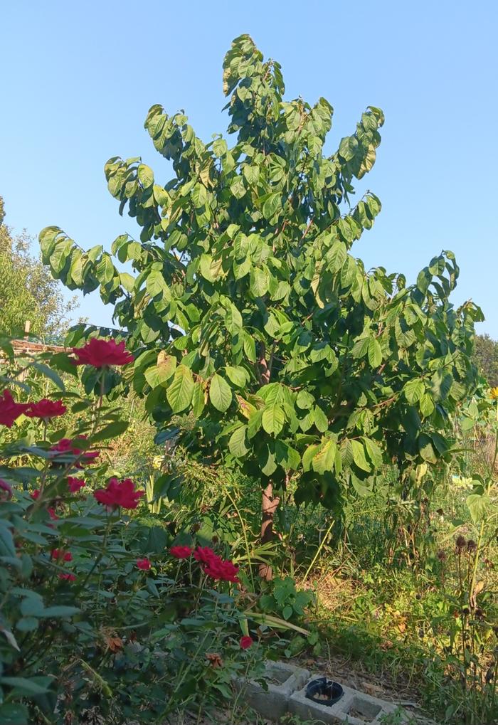 Pawpaw tree