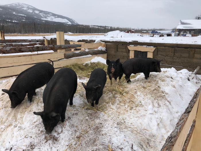 Pigs in their new shelter