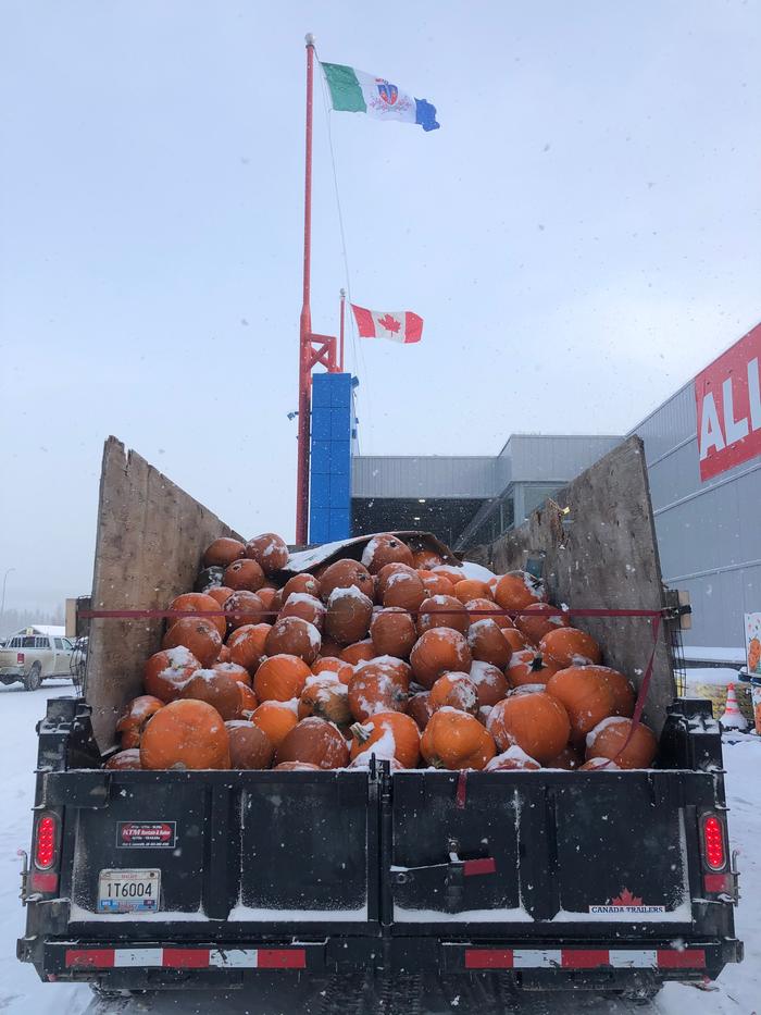 Pumpkins in the back of the dump truck