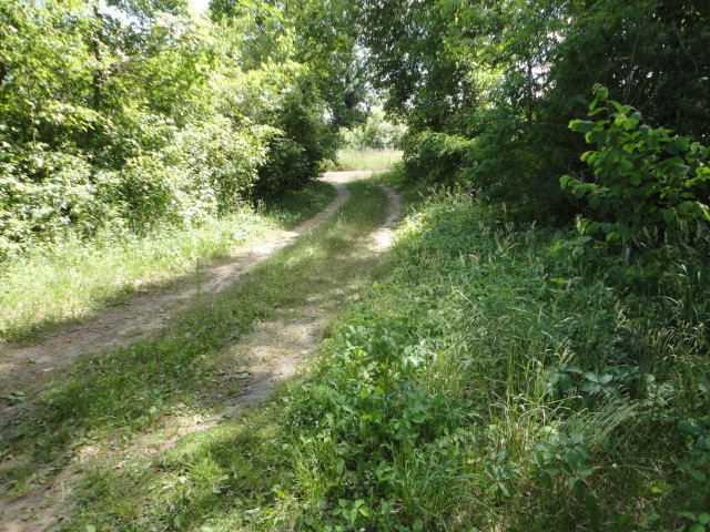 Here is a shot of my driveway before scythe work.