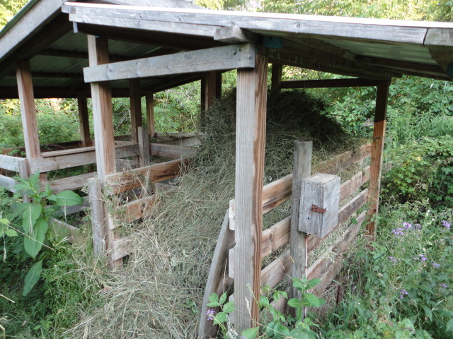 The scythed yard gets piled in my composting station for use throughout the year with my sawdust composting toilet system.