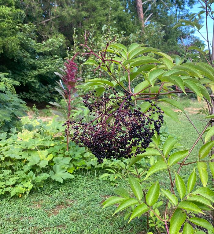 elderberries