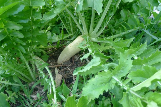 Daikon radish 2 months after sowing