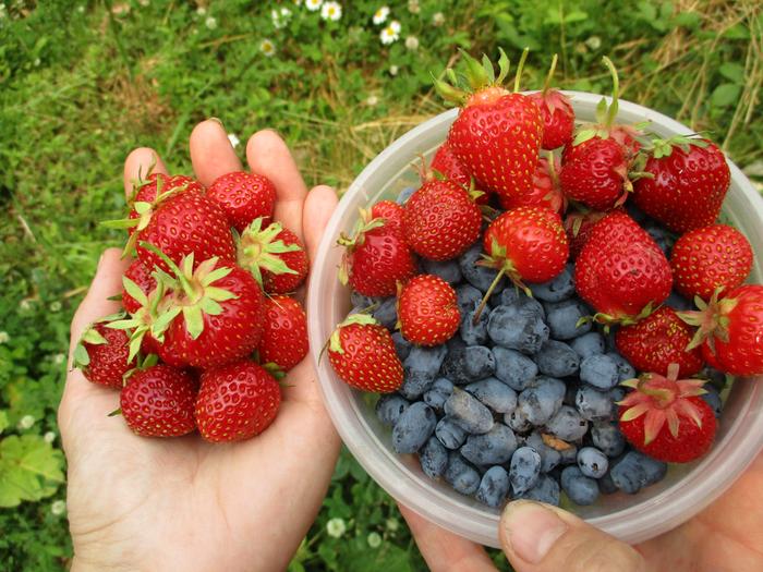 Strawberries and Haskap harvested for breakfast 