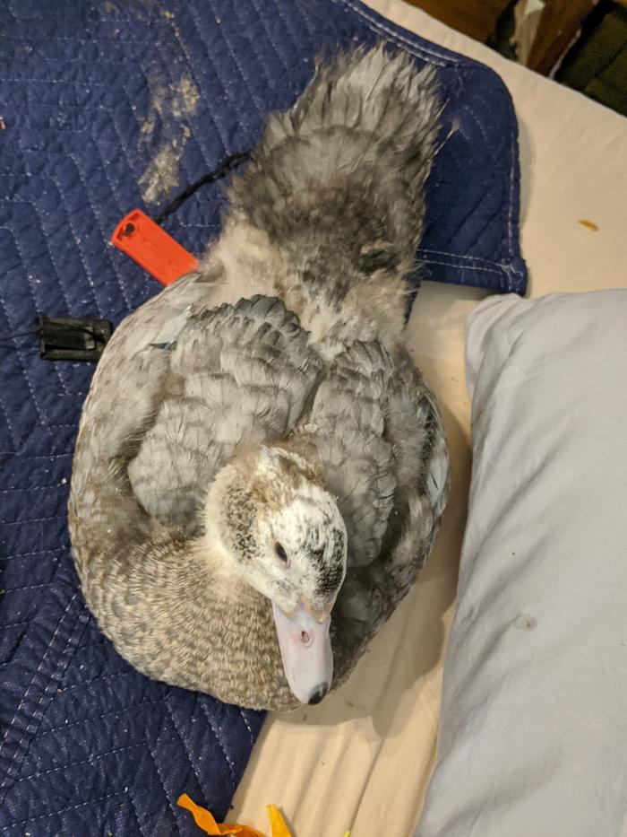 Duck