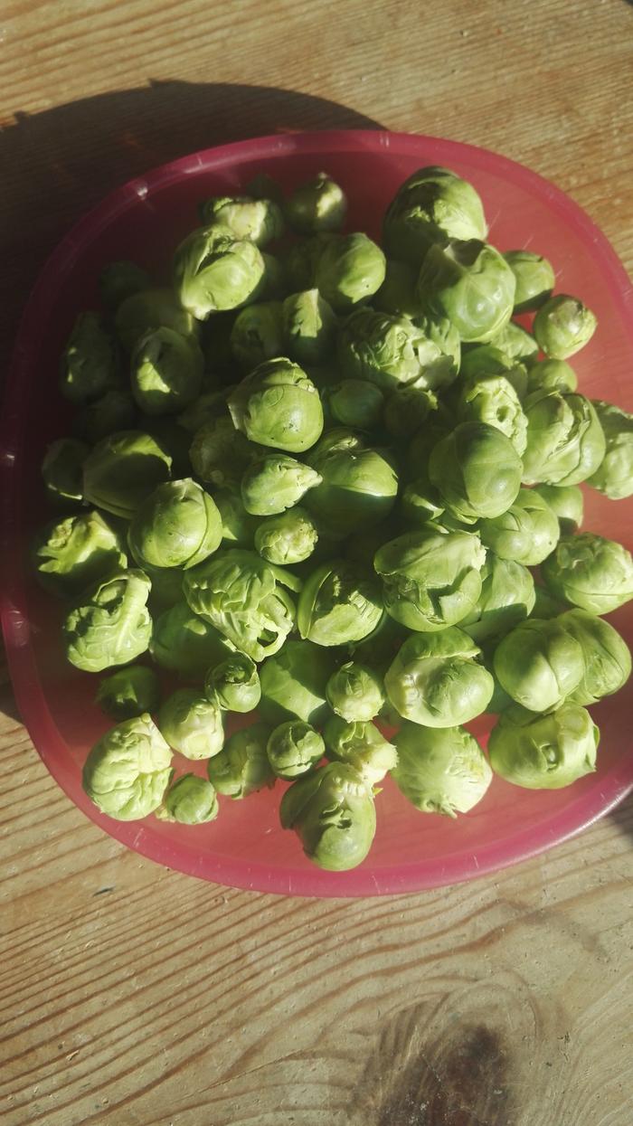 Brussels sprouts