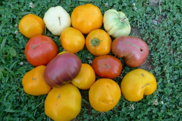 White tomesol purple Cherokee super beefsteak black beauty Paul Robeson big rainbow 