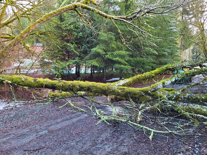 Before moving tree.