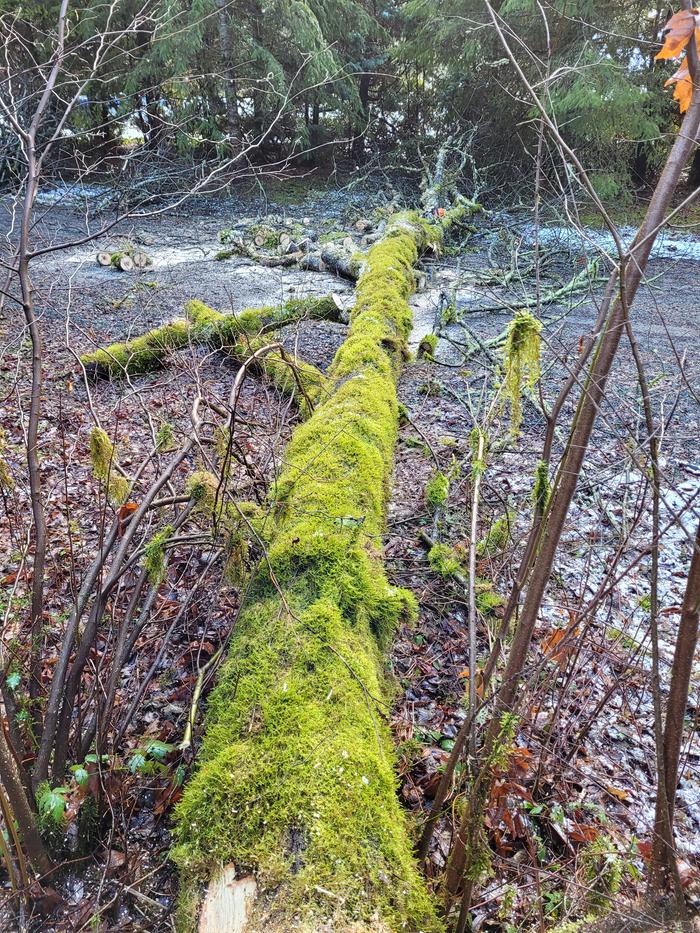 Tree limbed.