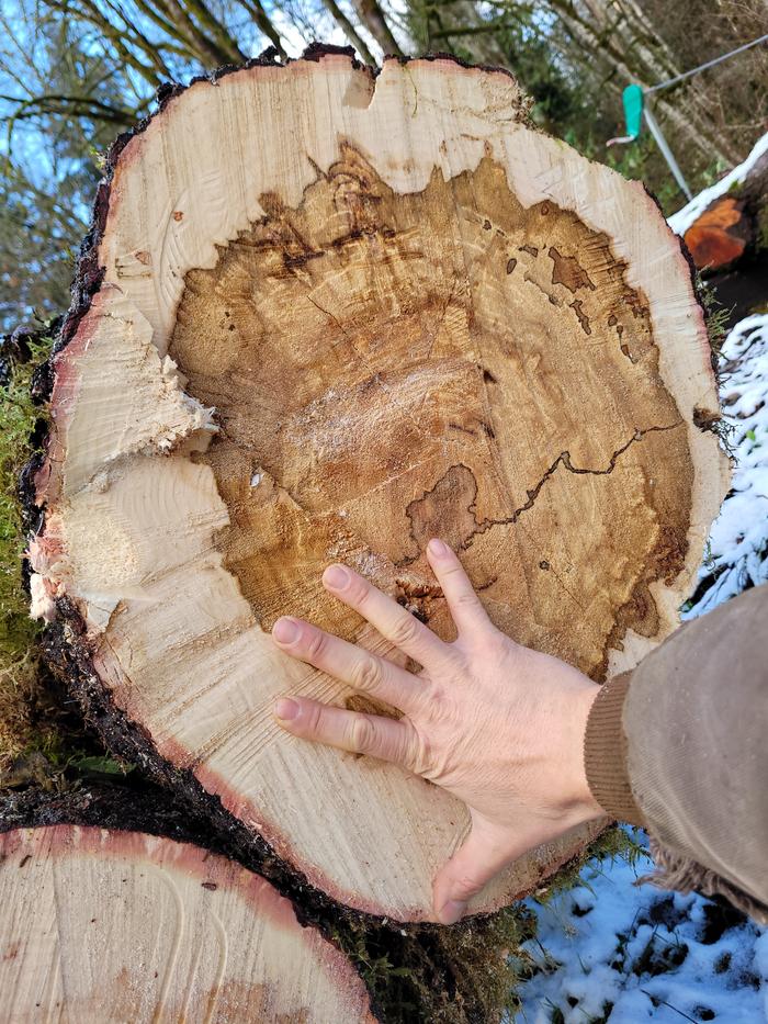 Diameter of tree.