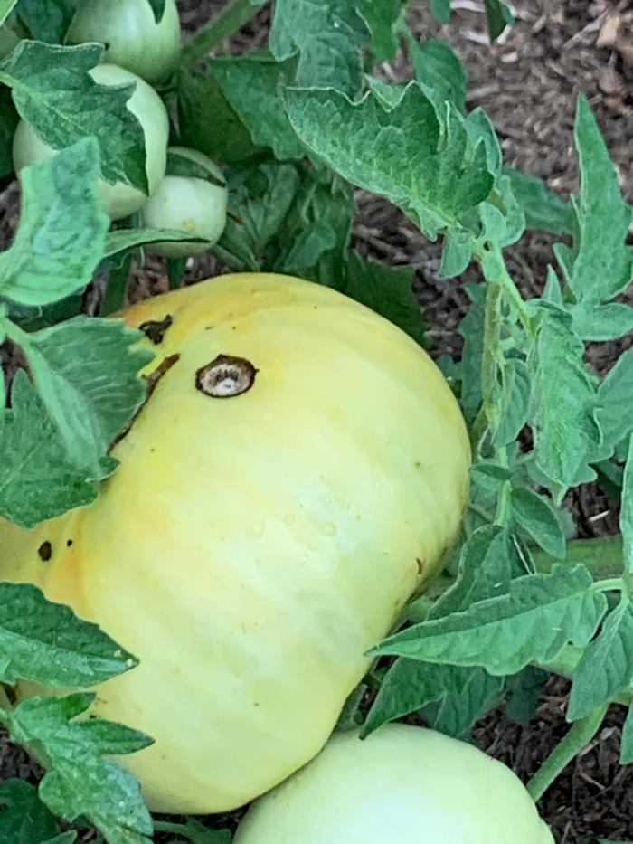 Hole in tomato