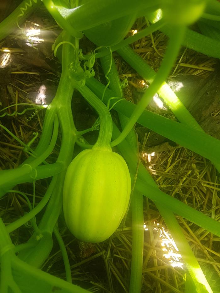 Pepo squash