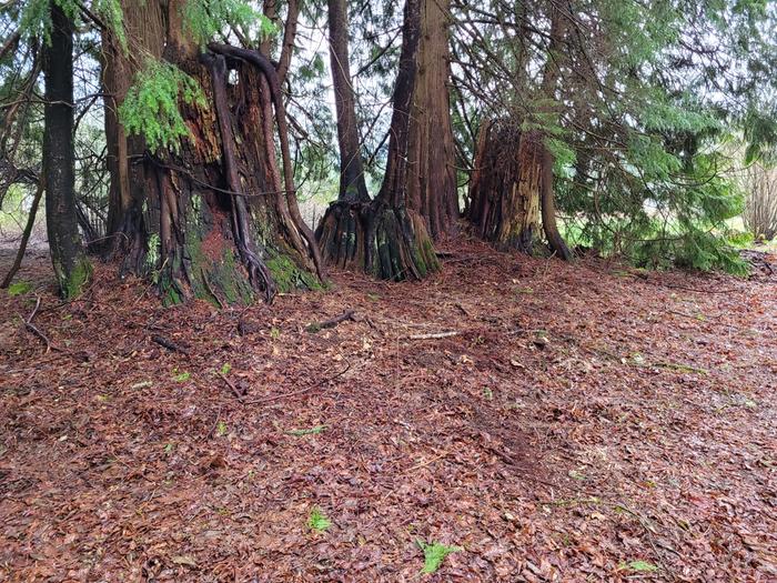 The area before setting up the hidden boneyard.