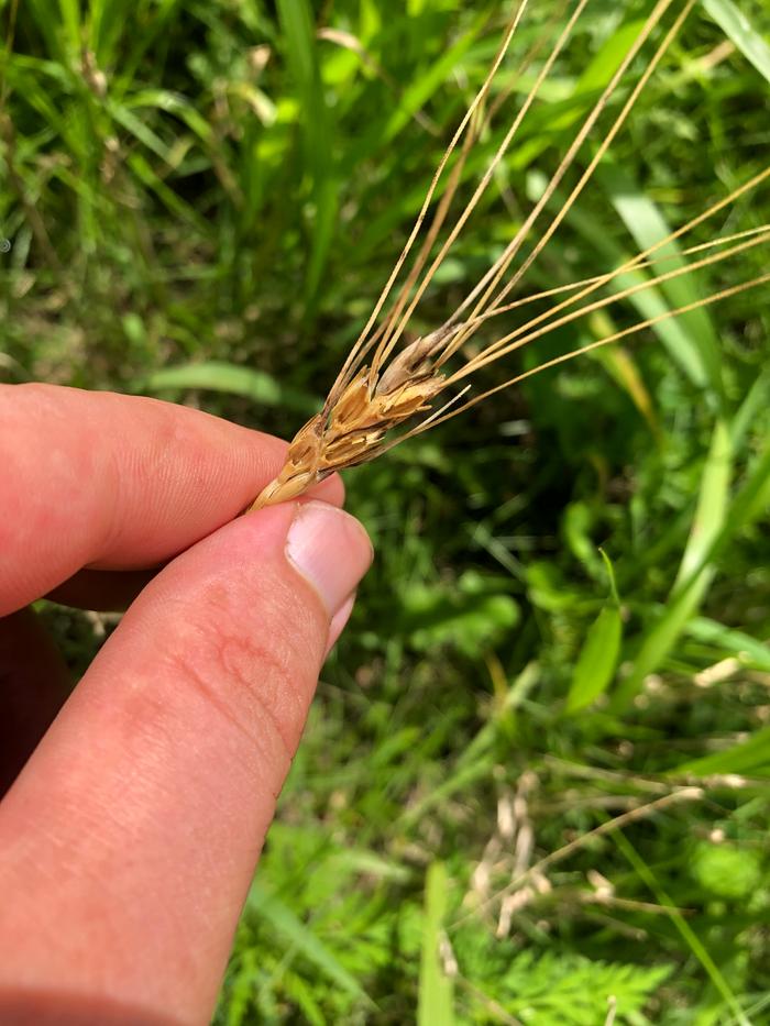 Wheat head damage