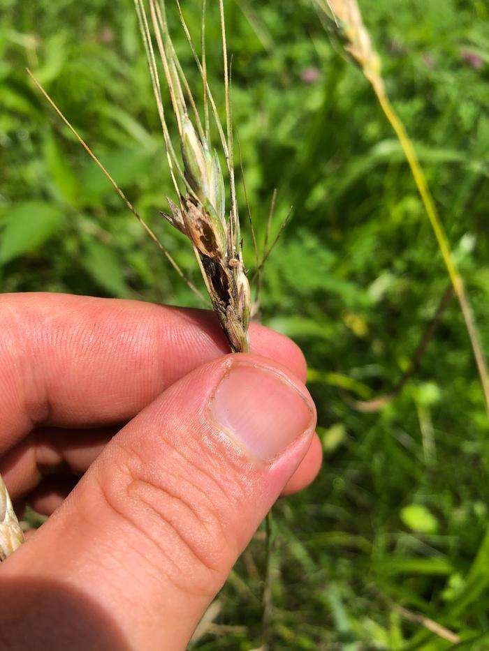 Wheat head damage