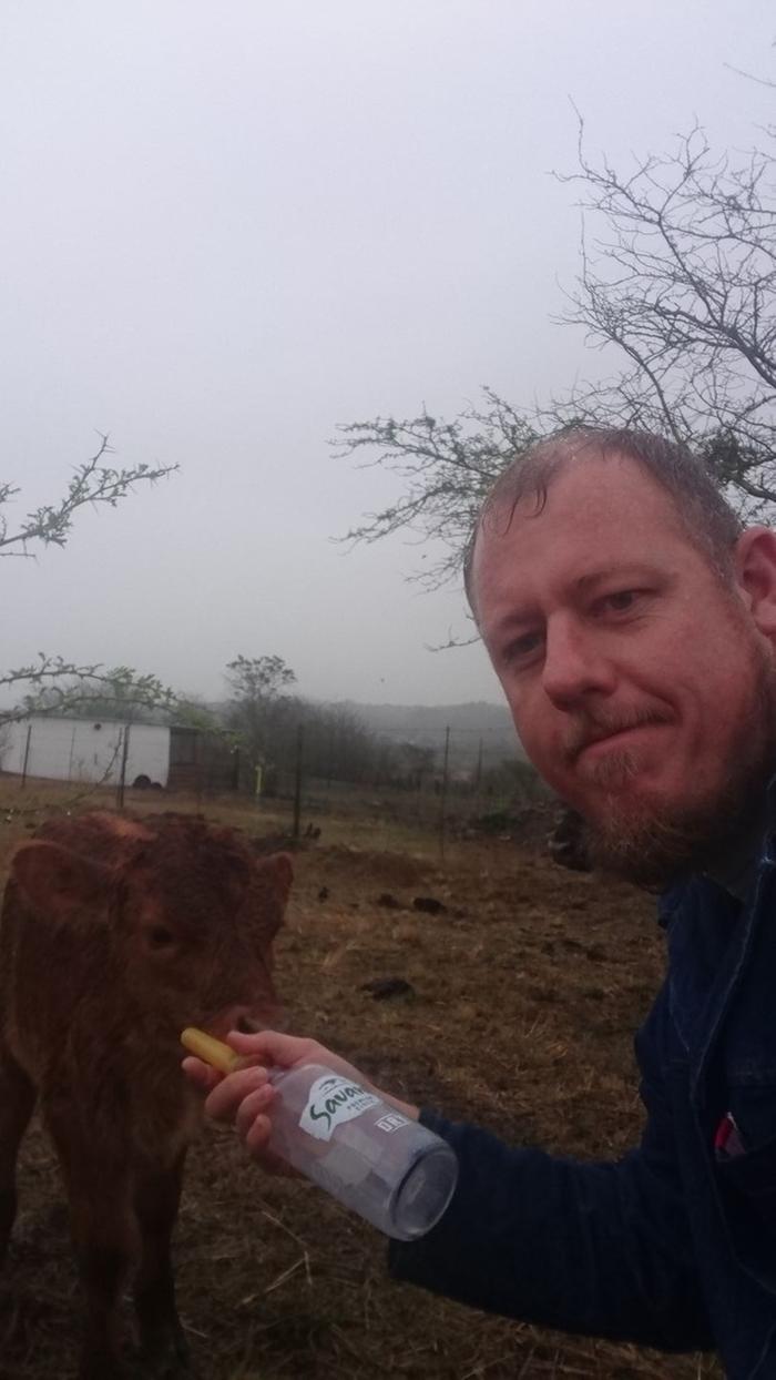 feeding calf in the rain