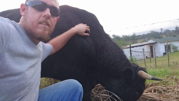the two studs of the farm
