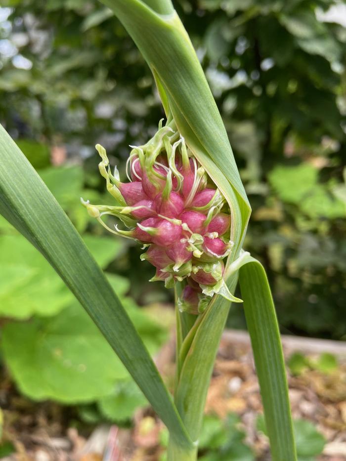 garlic bulbils splitting from flower stalk