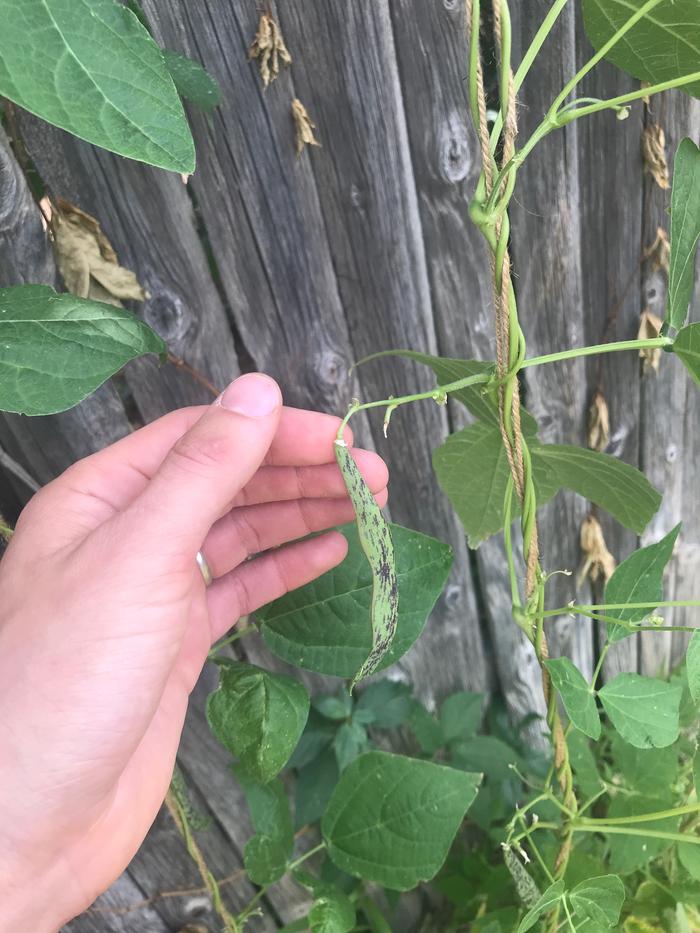 A fairly prolific flower stem over time