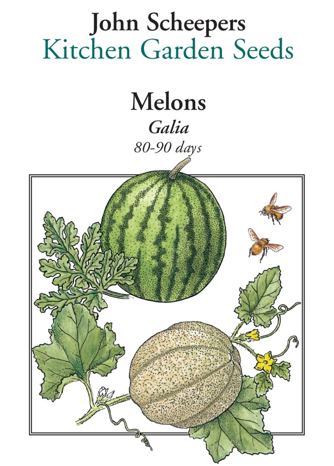 found this image online - the melon picture on top is what ours looked like for most of the time while they were growing. Also the vine has lobed leaves like the one on top.