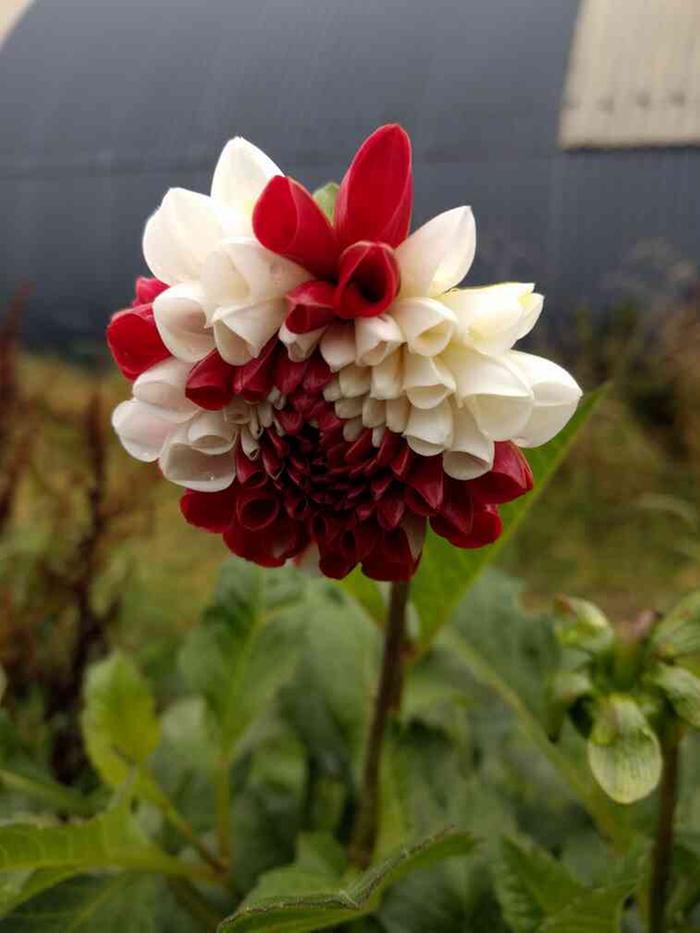 beautiful edible plants edimentals Dahlia flowers