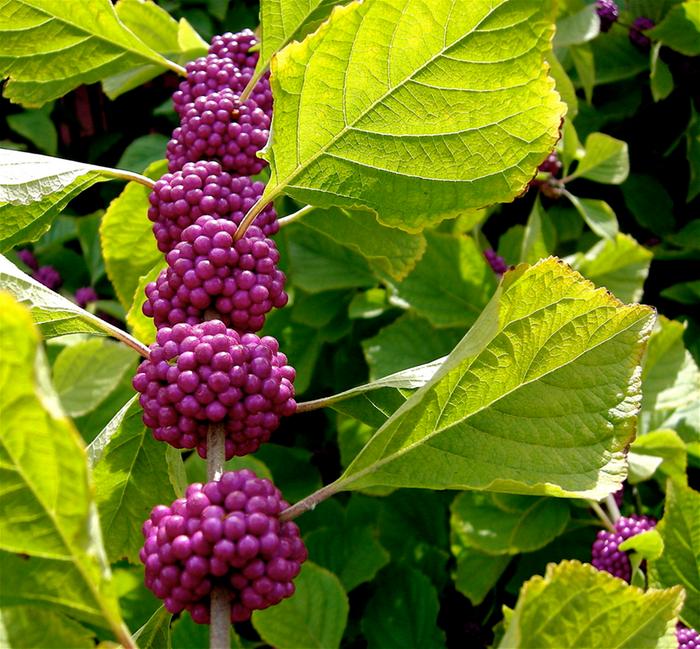 [Thumbnail for american-beautyberry.jpg]