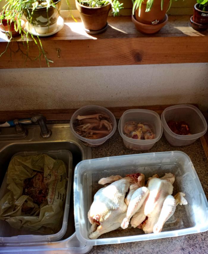 2 plucked roosters. Feet, gizards, heart and liver separated. Unwanted bits in the sink.