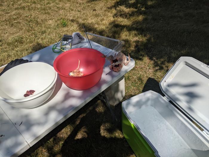 Chicken plucked, human food in white bucket, other innards in red. Ready for the ice bath.