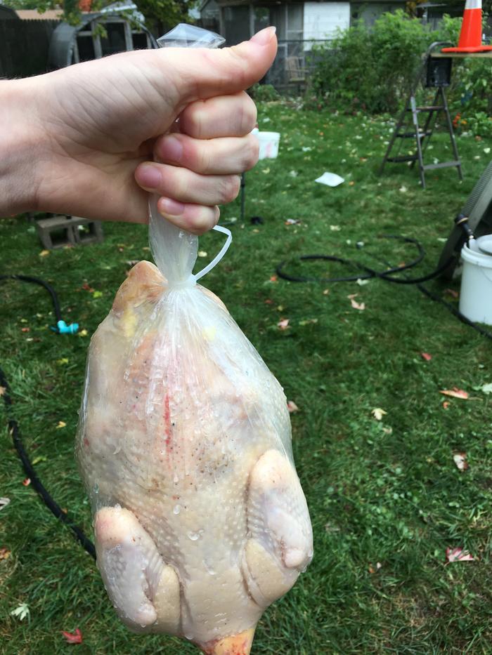 Chicken prepped for freezer 