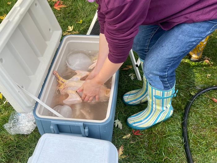 Chicken in cooler