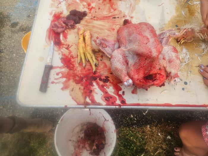 Plucked bird, edible guts on the table, the rest in the guts bucket. 