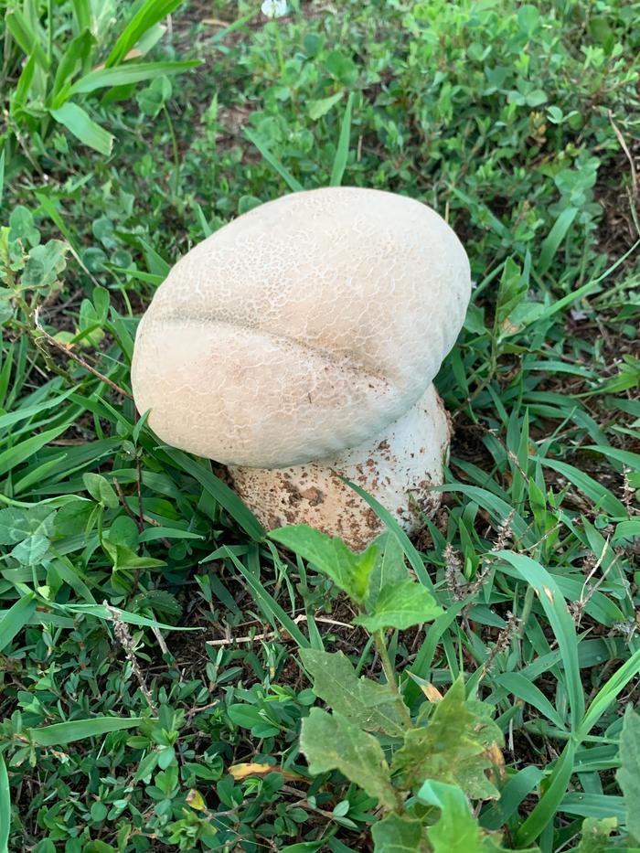 Mushroom