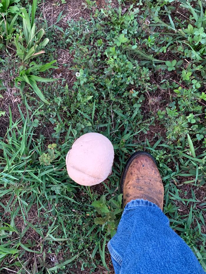 Mushroom scale