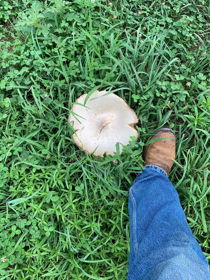 Mushroom 2