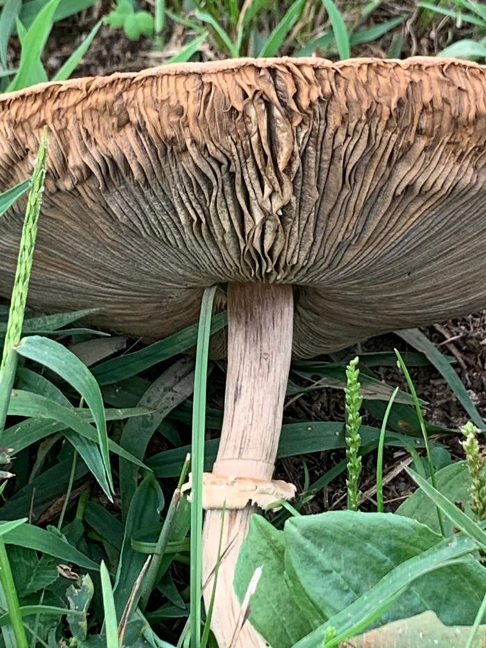 Gills