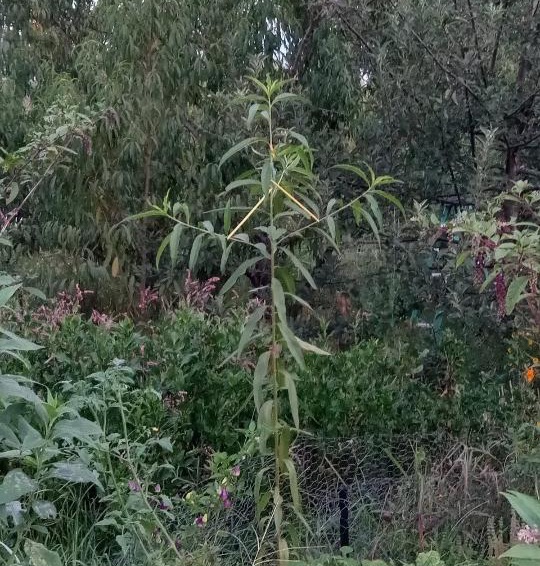 Seedling nectarine