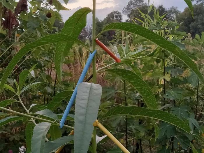 Paper straw spreaders to increase crotch angle