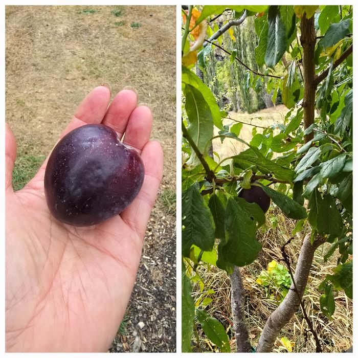 Plum grafted on peach tree