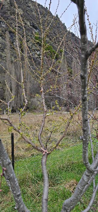 Plum grafted onto stone grown peach