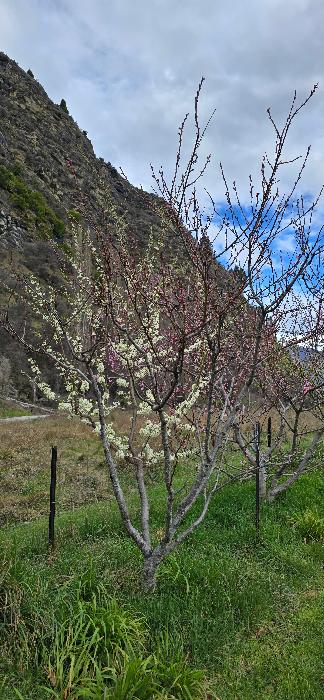 Blossoms on plum and peach tree
