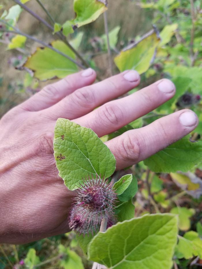 Burdock flower