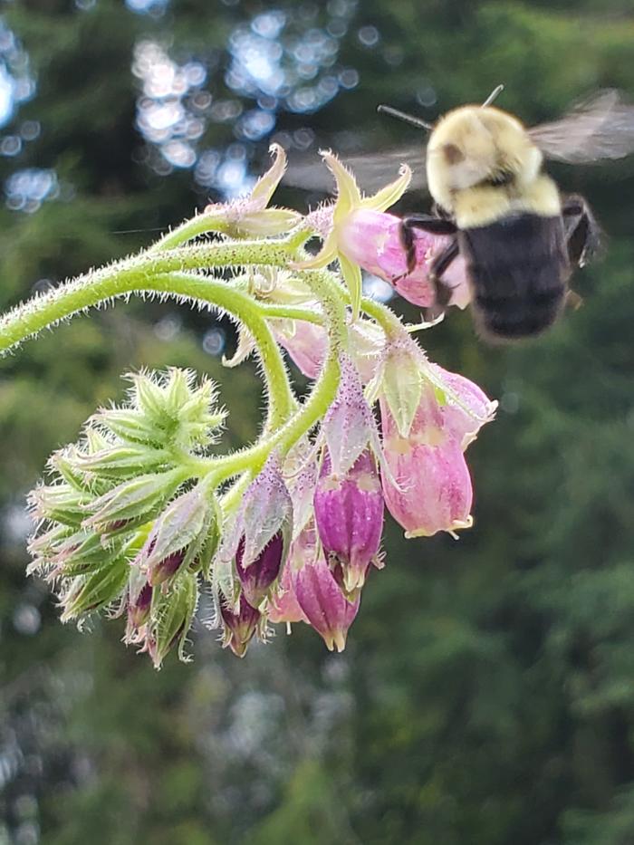 Comfrey bee