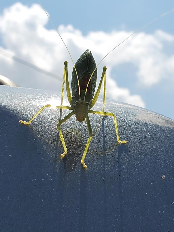 Cadydid on the Cadillac 