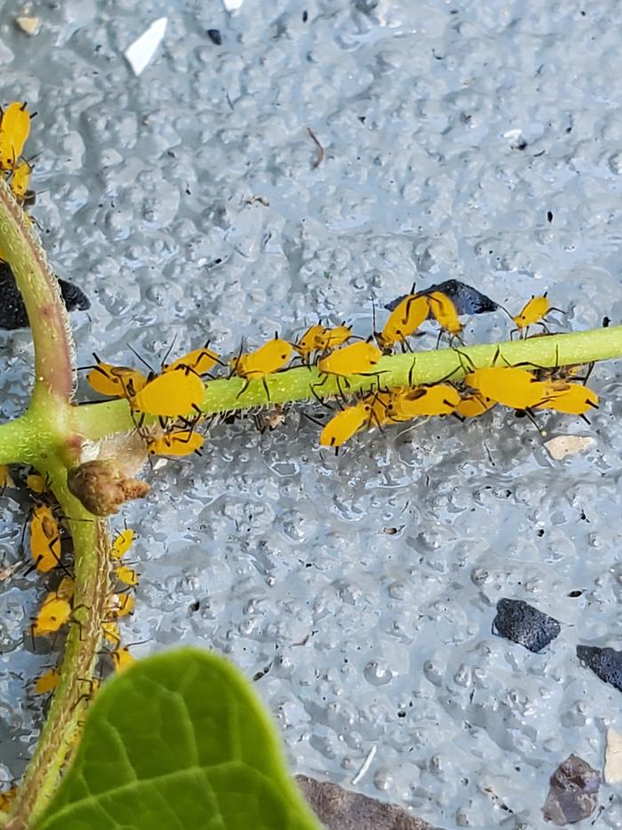 Aphid shaped neon pumpkins