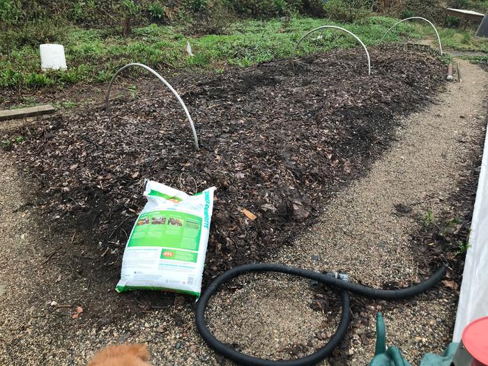 New cabbage bed with hoops in place