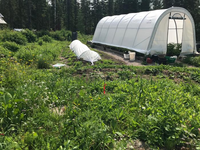 Row cover in place