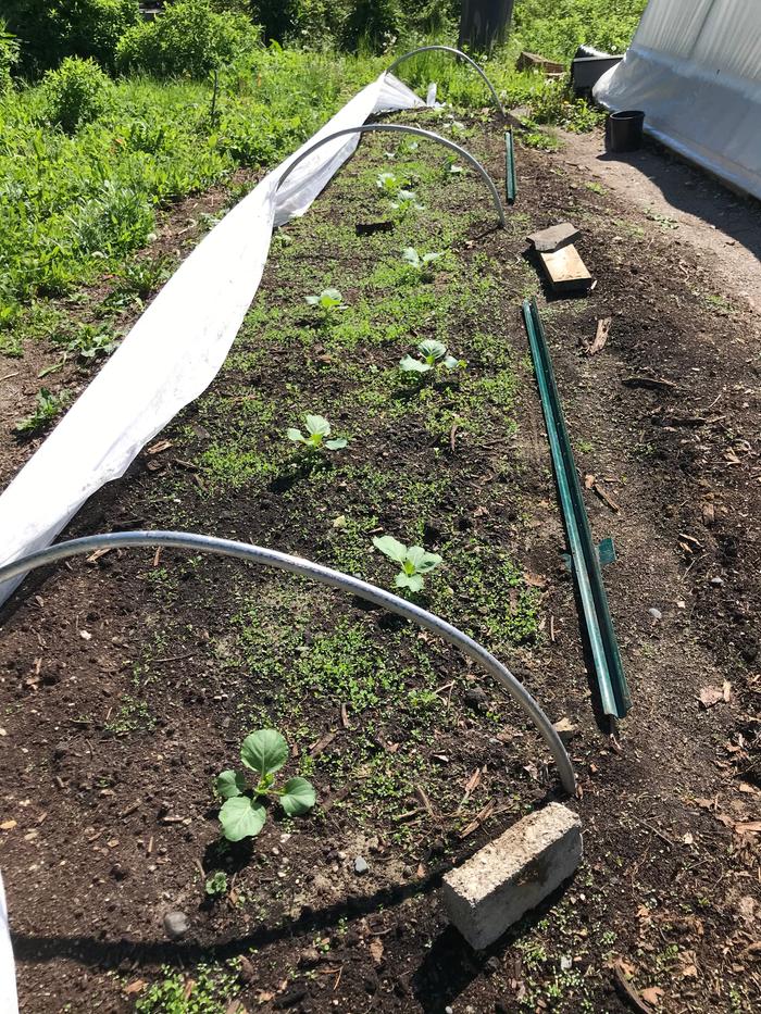 Cabbage seedlings planted with white dutch clover living mulch