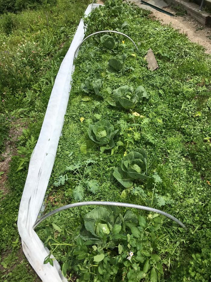 After chopping and dropping clover