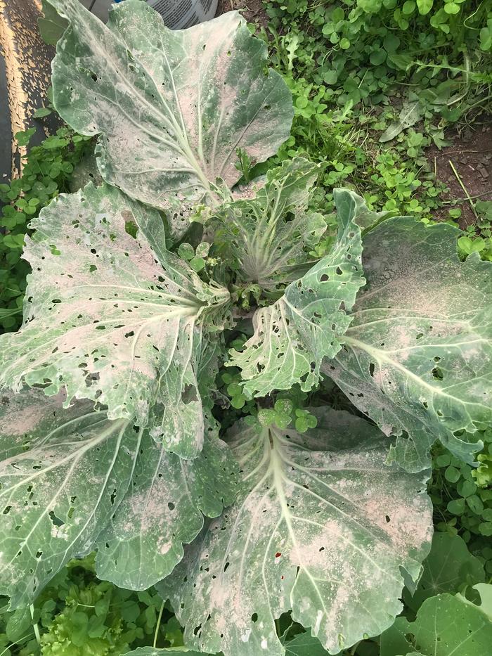 "Couve" Portuguese Kale? Worms LOVE it. The only brassica planted in greenhouse - sprinkled for the first time with DE