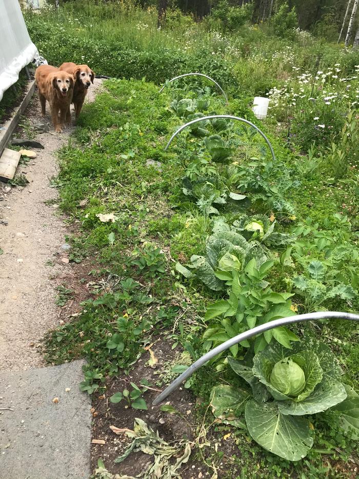 Cabbage, kale, volunteer potato